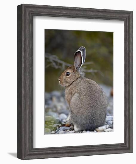 Snowshoe Hare (Lepus Americanus), Banff National Park, Alberta, Canada, North America-James Hager-Framed Photographic Print