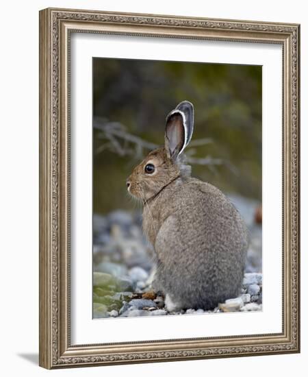 Snowshoe Hare (Lepus Americanus), Banff National Park, Alberta, Canada, North America-James Hager-Framed Photographic Print