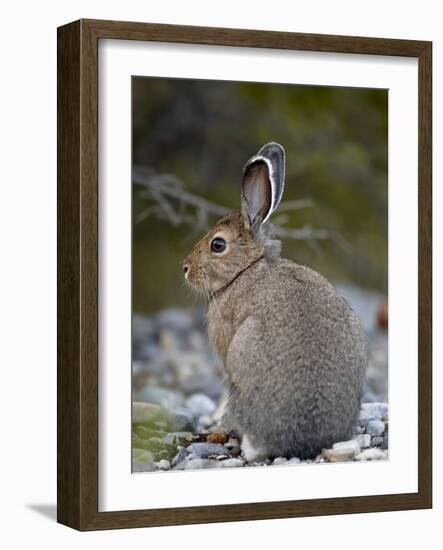 Snowshoe Hare (Lepus Americanus), Banff National Park, Alberta, Canada, North America-James Hager-Framed Photographic Print