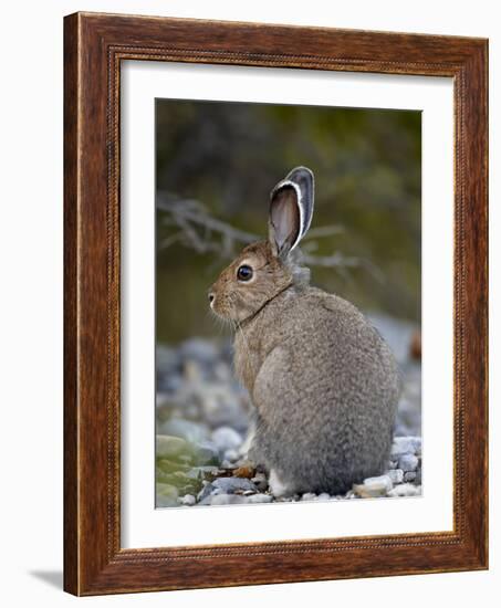 Snowshoe Hare (Lepus Americanus), Banff National Park, Alberta, Canada, North America-James Hager-Framed Photographic Print