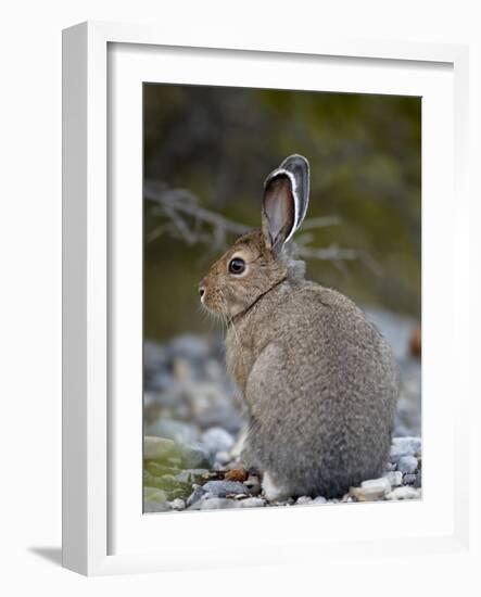 Snowshoe Hare (Lepus Americanus), Banff National Park, Alberta, Canada, North America-James Hager-Framed Photographic Print