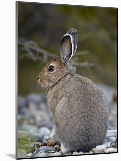 Snowshoe Hare (Lepus Americanus), Banff National Park, Alberta, Canada, North America-James Hager-Mounted Photographic Print