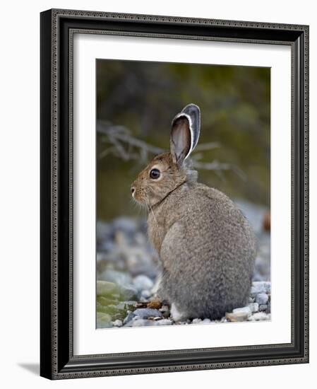 Snowshoe Hare (Lepus Americanus), Banff National Park, Alberta, Canada, North America-James Hager-Framed Photographic Print