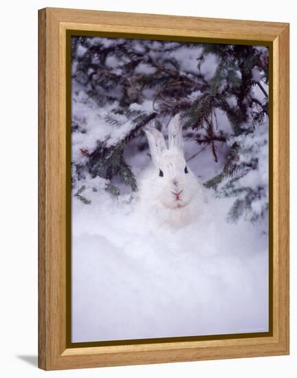 Snowshoe Hare, MT-John Luke-Framed Premier Image Canvas