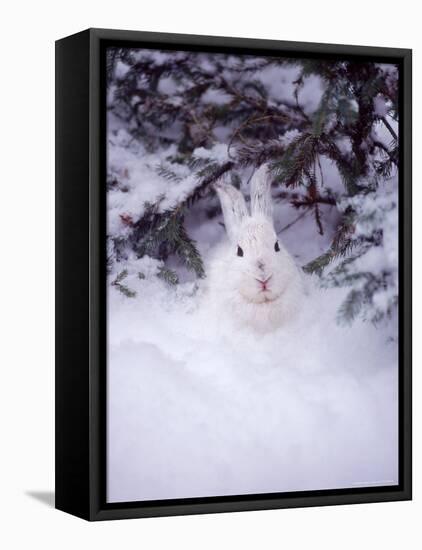 Snowshoe Hare, MT-John Luke-Framed Premier Image Canvas