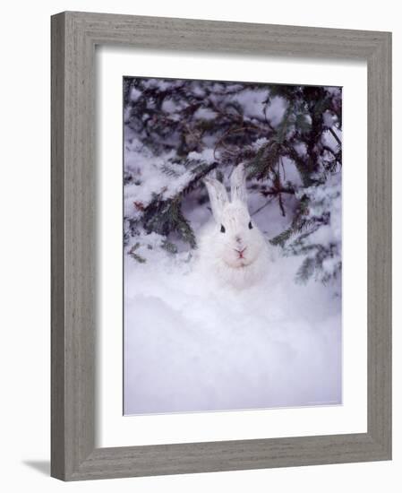 Snowshoe Hare, MT-John Luke-Framed Photographic Print