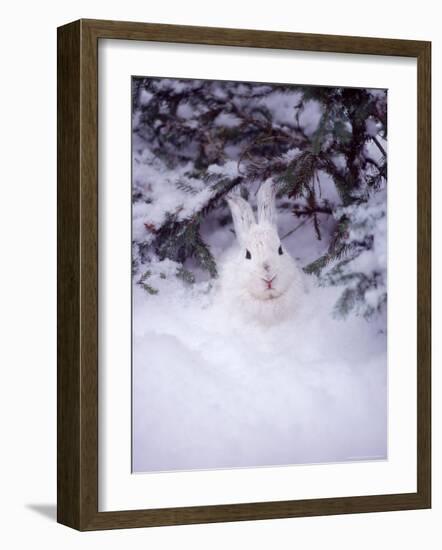 Snowshoe Hare, MT-John Luke-Framed Photographic Print