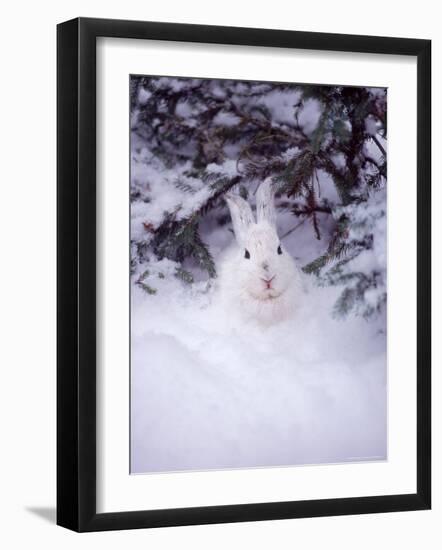 Snowshoe Hare, MT-John Luke-Framed Photographic Print