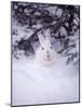 Snowshoe Hare, MT-John Luke-Mounted Photographic Print