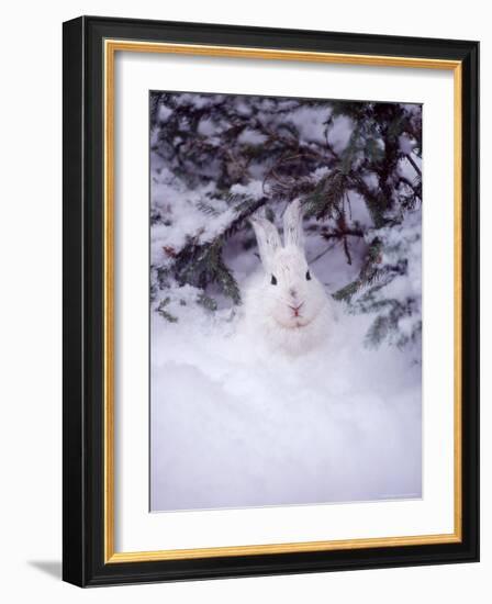 Snowshoe Hare, MT-John Luke-Framed Photographic Print