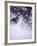 Snowshoe Hare, MT-John Luke-Framed Photographic Print