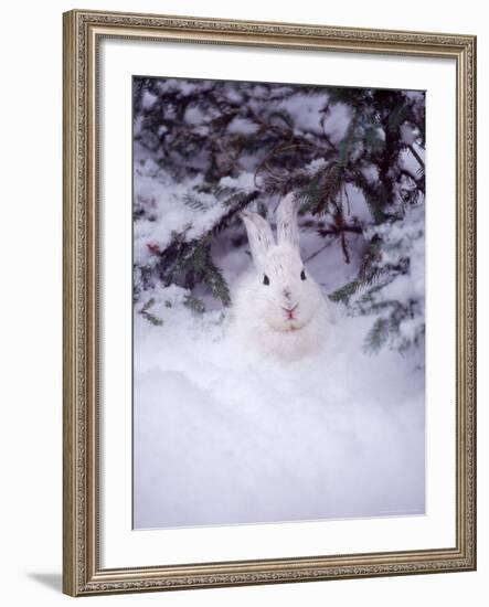 Snowshoe Hare, MT-John Luke-Framed Photographic Print