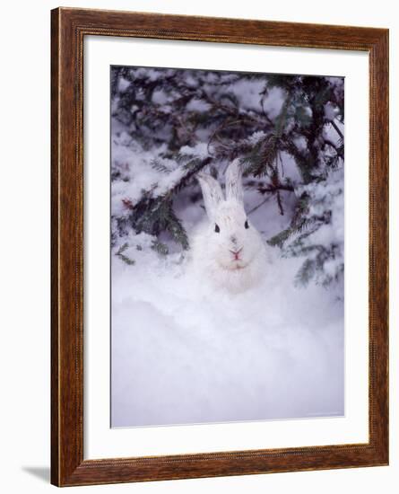 Snowshoe Hare, MT-John Luke-Framed Photographic Print