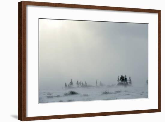 Snowstorm in Tundra Landscape with Trees. Low Visibility Conditions due to a Snow Storm in Tundra F-Sergey Uryadnikov-Framed Photographic Print