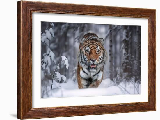 Snowtiger-Marcel Egger-Framed Giclee Print