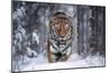 Snowtiger-Marcel Egger-Mounted Giclee Print