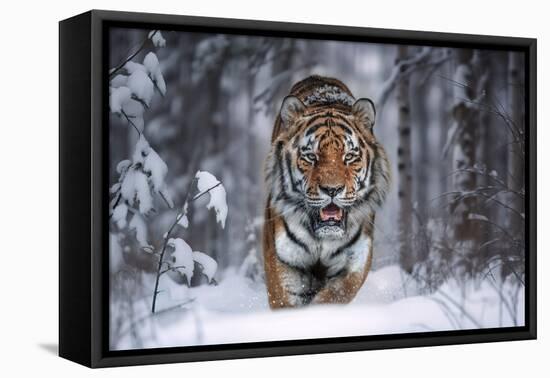 Snowtiger-Marcel Egger-Framed Premier Image Canvas