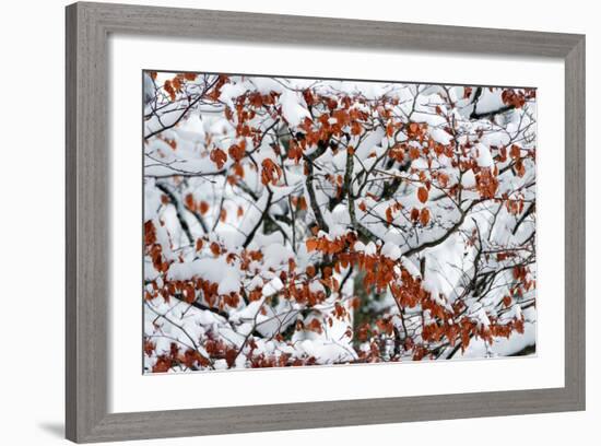 Snowy After Noon-Philippe Sainte-Laudy-Framed Photographic Print