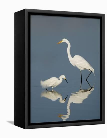 Snowy and Great Egrets-Arthur Morris-Framed Premier Image Canvas