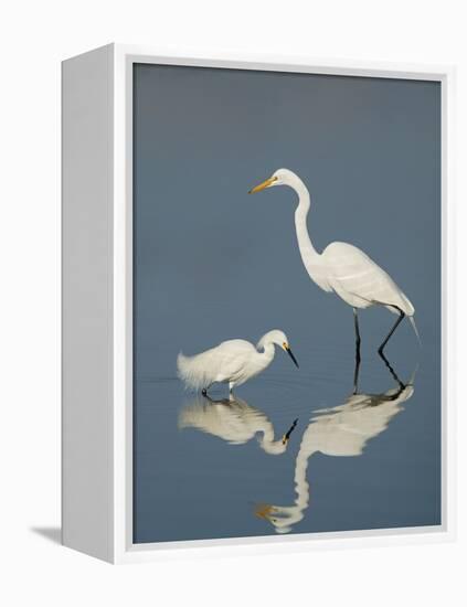 Snowy and Great Egrets-Arthur Morris-Framed Premier Image Canvas