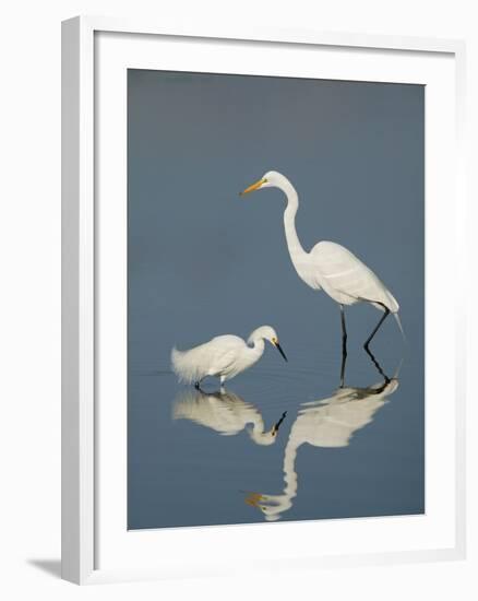 Snowy and Great Egrets-Arthur Morris-Framed Photographic Print