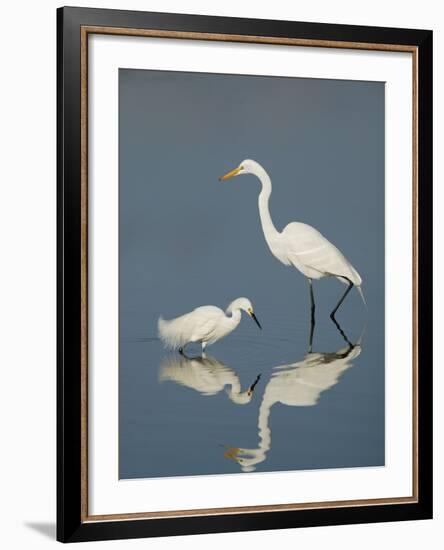 Snowy and Great Egrets-Arthur Morris-Framed Photographic Print