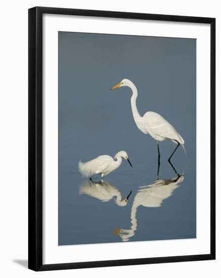 Snowy and Great Egrets-Arthur Morris-Framed Photographic Print