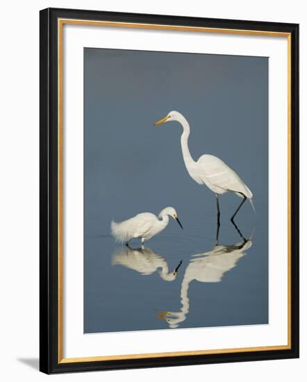 Snowy and Great Egrets-Arthur Morris-Framed Photographic Print