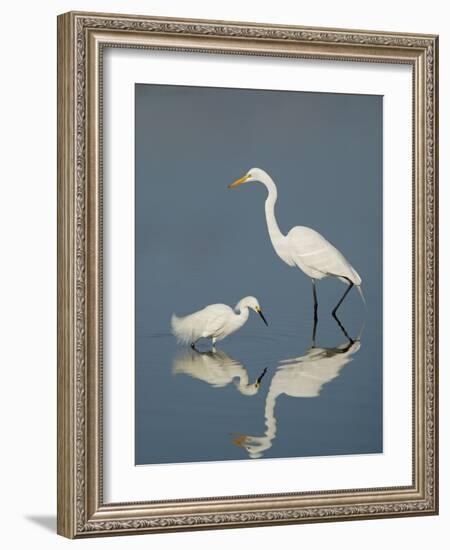 Snowy and Great Egrets-Arthur Morris-Framed Photographic Print