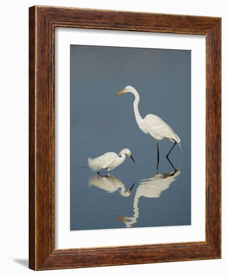 Snowy and Great Egrets-Arthur Morris-Framed Photographic Print