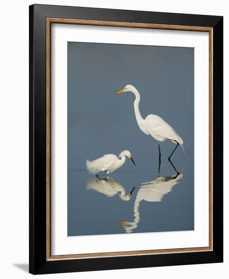 Snowy and Great Egrets-Arthur Morris-Framed Photographic Print