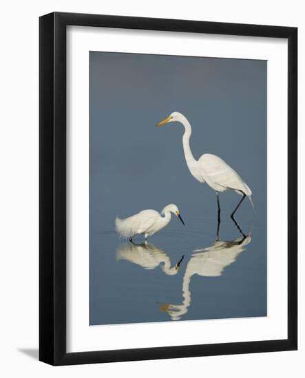 Snowy and Great Egrets-Arthur Morris-Framed Photographic Print