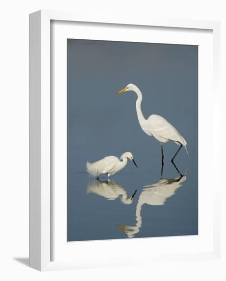 Snowy and Great Egrets-Arthur Morris-Framed Photographic Print