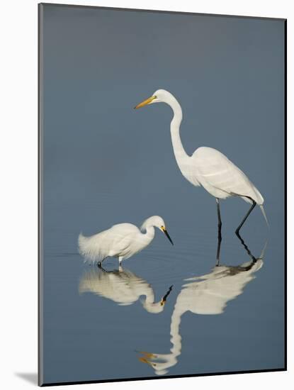 Snowy and Great Egrets-Arthur Morris-Mounted Photographic Print