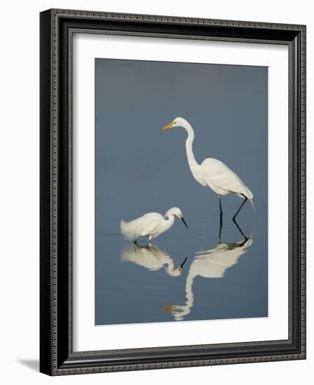 Snowy and Great Egrets-Arthur Morris-Framed Photographic Print