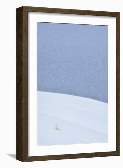 Snowy Arctic Fox in Svalbard-Yves Adams-Framed Giclee Print