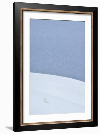 Snowy Arctic Fox in Svalbard-Yves Adams-Framed Giclee Print