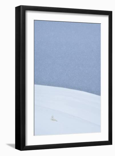 Snowy Arctic Fox in Svalbard-Yves Adams-Framed Giclee Print