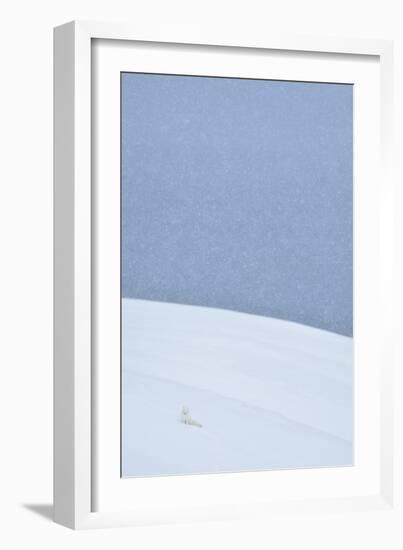 Snowy Arctic Fox in Svalbard-Yves Adams-Framed Giclee Print