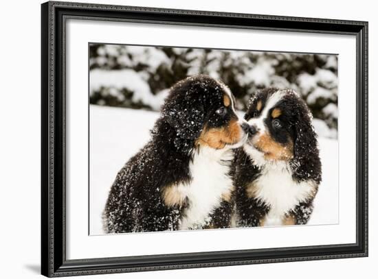 Snowy Bernese Mountain Dog Puppets Sniff Each Others-Einar Muoni-Framed Photographic Print