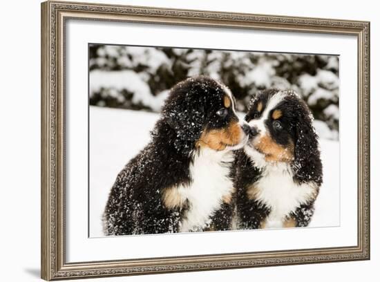 Snowy Bernese Mountain Dog Puppets Sniff Each Others-Einar Muoni-Framed Photographic Print