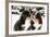 Snowy Bernese Mountain Dog Puppets Sniff Each Others-Einar Muoni-Framed Photographic Print