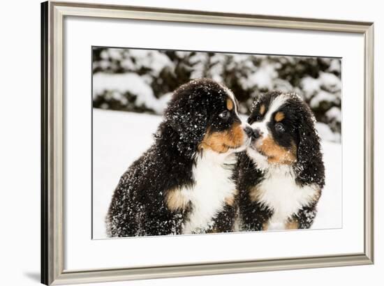 Snowy Bernese Mountain Dog Puppets Sniff Each Others-Einar Muoni-Framed Photographic Print