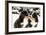 Snowy Bernese Mountain Dog Puppets Sniff Each Others-Einar Muoni-Framed Photographic Print