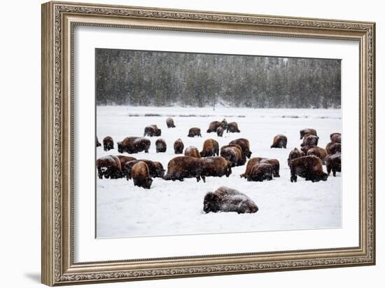 Snowy Bison Graze During A Light Snow Fall At Yellowstone National Park In Winter-Ben Herndon-Framed Photographic Print