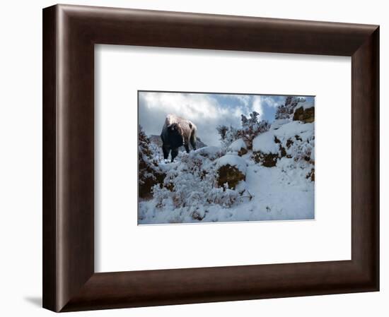 Snowy Buffalo-Steve Hunziker-Framed Art Print