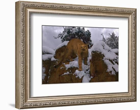 Snowy Cat-Steve Hunziker-Framed Art Print