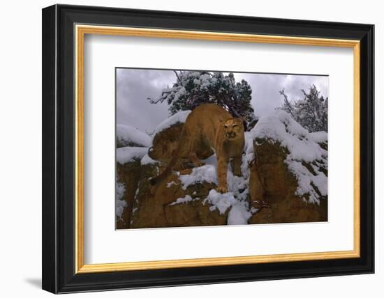 Snowy Cat-Steve Hunziker-Framed Art Print