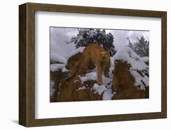 Snowy Cat-Steve Hunziker-Framed Art Print