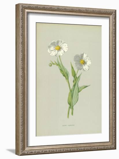 Snowy Crowfoot-Frederick Edward Hulme-Framed Giclee Print